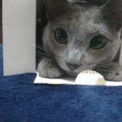 Profile Picture of あずあず (@min_zou) on Twitter