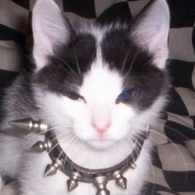 Profile Picture of Andy/trout (@butchkerm1t) on Twitter