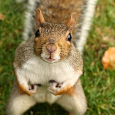 Profile Picture of Squirrelynuts (@terry_rehm) on Twitter