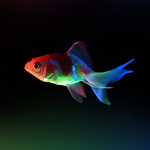 Profile Picture of Noshad Norouzi (@noshad_norouzi) on Flickr