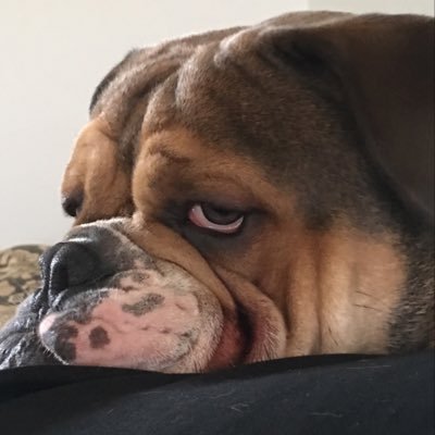 Profile Picture of David John Barnard (@dplanetzog) on Twitter