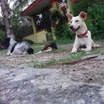 Profile Picture of Perros Cobá Interián❤🐶 (@perros_interian) on Instagram