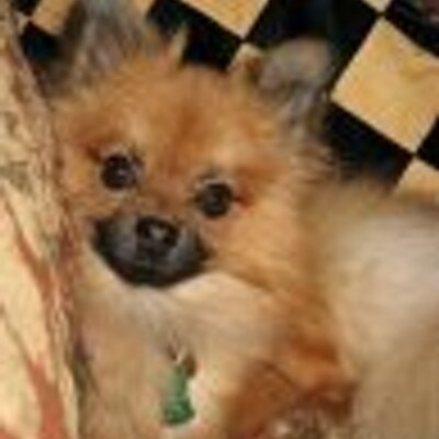 Profile Picture of Lori Skinner (@LoriDarlene) on Twitter