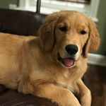 Profile Picture of Allison Pugliese (@atpugliese) on Instagram