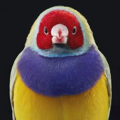 Profile Picture of Ashraf Ayoub (@AshrafA00331046) on Twitter