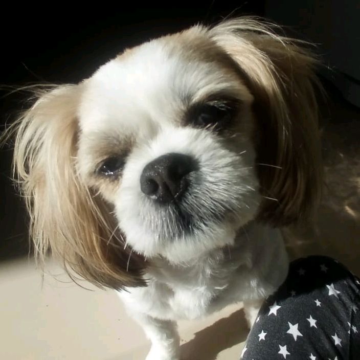 Profile Picture of Alice Teodoro (@aliceteodoro22) on Tiktok