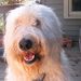 Profile Picture of Dennis Main (@1950rams) on Pinterest
