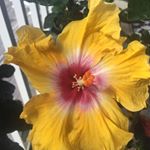Profile Picture of Melissa Mcpherson (@melissa.mcpherson.315) on Instagram
