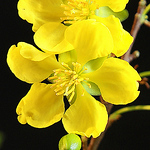 Profile Picture of A. Nguyen (@A. Nguyen) on Flickr