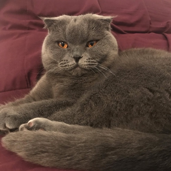 Profile Picture of Serva Hajian (@serva0) on Poshmark