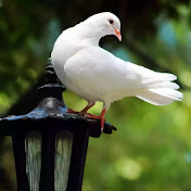 Profile Picture of Rohit Pathak 89 (@SwatiSharma-q5p7m) on Youtube