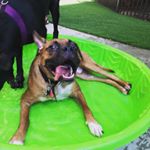 Profile Picture of Tyler - The Boxer Pup (@tyler_the_boxer_pup) on Instagram