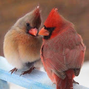 Profile Picture of Richard Daugherty (@RichardDaugherty-pr8bl) on Youtube