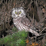 Profile Picture of Khanh  Tran (@khanh b. tran) on Flickr