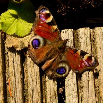 Richard Wakeman - Twitter Profile Picture of Richard Wakeman (@Richjwakeman) on Twitter