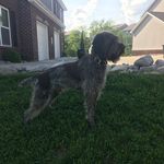 Profile Picture of Jodi Dotson (@sirwalter_thegriff) on Instagram