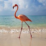 Profile Picture of Debbie Farrell (@dfarrellrn) on Instagram