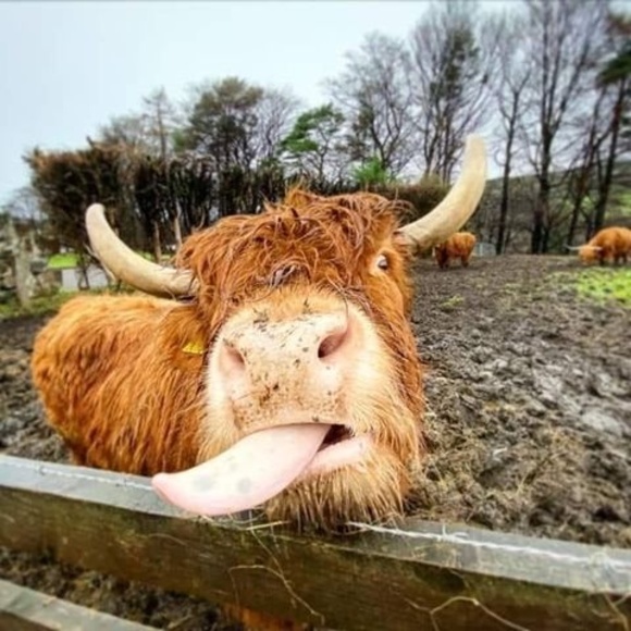 Profile Picture of Carolyn Mcskimming (@my_mchaggis) on Poshmark