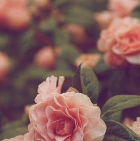 Profile Picture of Ellen Cham (@ellencham) on Poshmark