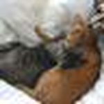 Profile Picture of Ferndalerox (@ferndalerox) on Flickr