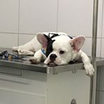 Profile Picture of Taco Lorena (@donnashih2017) on Instagram