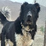 Profile Picture of sadegh khalili samani (@saman_dog_2) on Instagram