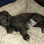 Profile Picture of Charlie Huff (@charlie.oldmantique) on Instagram