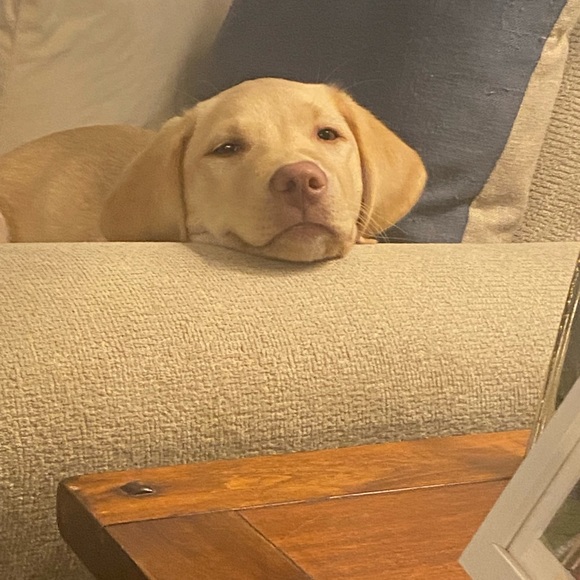 Profile Picture of Lucy Clark (@lucyc554) on Poshmark