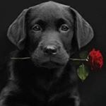 Profile Picture of Joseph Pierrick Lemarchand (@josephpierrick) on Instagram