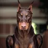 Profile Picture of Marta (@lopang58) on Tiktok