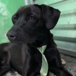 Profile Picture of Luke Carneiro o Vira Lata 🗑 (@luke_carneiro) on Instagram