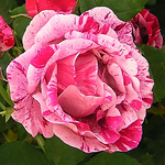 Profile Picture of Moanda (@moanda) on Flickr