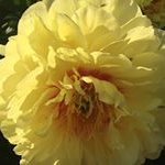 Profile Picture of Peggy Dawn Danielson (@peggy_dawn_danielson) on Instagram