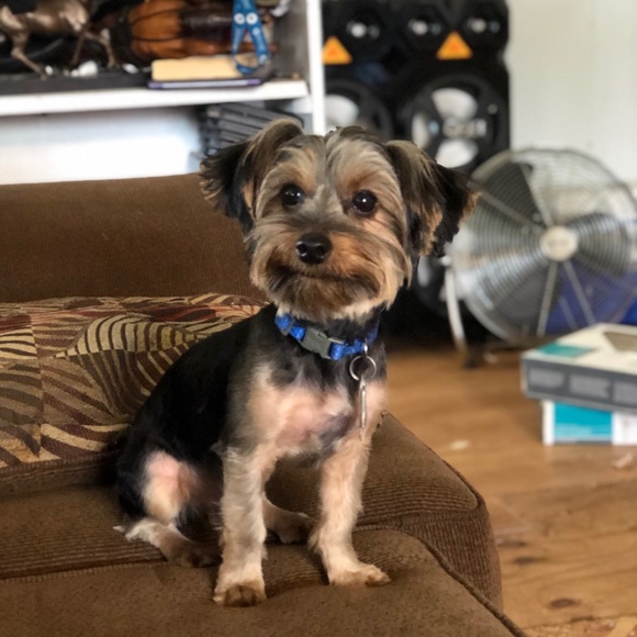 Profile Picture of Yazmin Castillo (@yazmingc3) on Poshmark