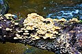 Profile Picture of Mount Victoria Forest Reserveon Wikipedia