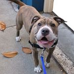 Profile Picture of Pork Chop and Friends (@porkchop_sf) on Instagram