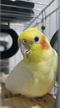 Profile Picture of Lutino cockatielon Wikipedia