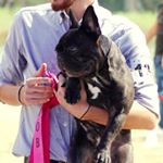 Profile Picture of felderus,the big bear joran (@frenchkisskennel) on Instagram