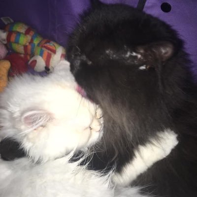 Profile Picture of Roberta Ewing (@Roberta71903476) on Twitter