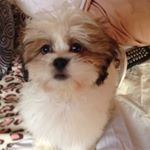 Profile Picture of Lily Montoya (@lilymontoya2000) on Instagram