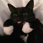 Profile Picture of Christopher Ross (@hinerthordragonsong) on Instagram