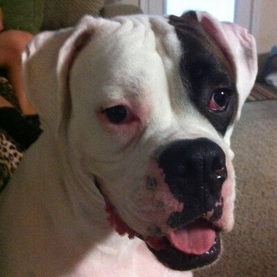 Profile Picture of Chris Hollenbeck (@Felixthecat817) on Twitter