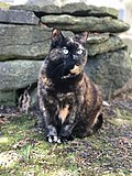 Profile Picture of Tortoiseshell caton Wikipedia