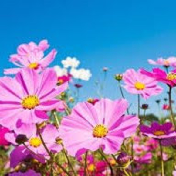 Profile Picture of Stephanie Winborne (@stephaniewinbor) on Poshmark