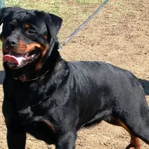 michelerispoli716 - Tiktok Profile Picture of michelerispoli716 (@michelerispoli716) on Tiktok