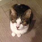 Profile Picture of Peter Whitmore (@peterthecat111) on Instagram