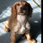 Profile Picture of Bentley Wilde-Marsden (@bentley_cocker_19) on Instagram