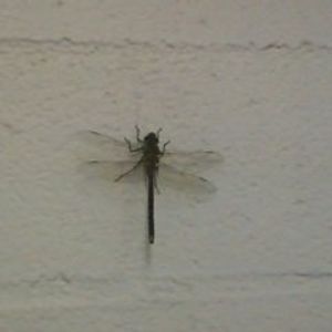 Profile Picture of Casteen (@glamazonwarrior) on Myspace