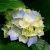 Profile Picture of Janet Backenstose (@anglewingsjb) on Pinterest