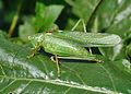 Profile Picture of Tettigoniidaeon Wikipedia